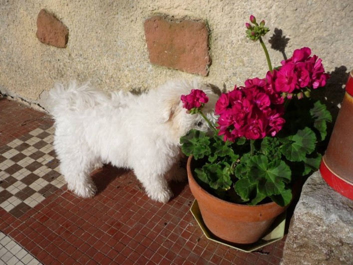 Location de vacances - Chambre d'hôtes à Simiane-Collongue