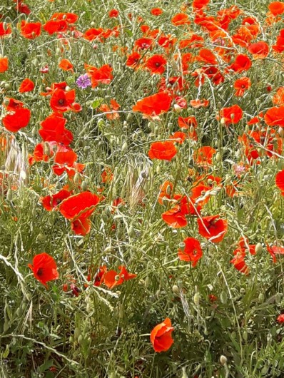 Location de vacances - Chambre d'hôtes à Simiane-Collongue