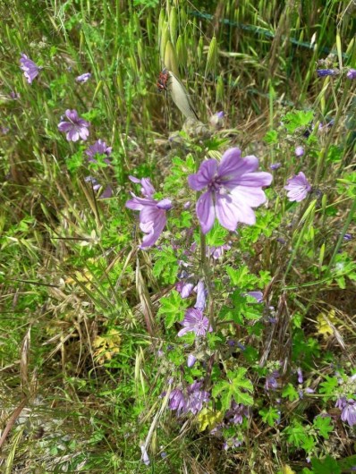 Location de vacances - Chambre d'hôtes à Simiane-Collongue