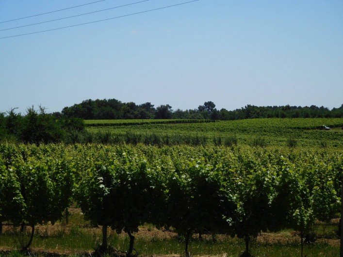 Location de vacances - Gîte à Esclottes - Vue sur les vignes