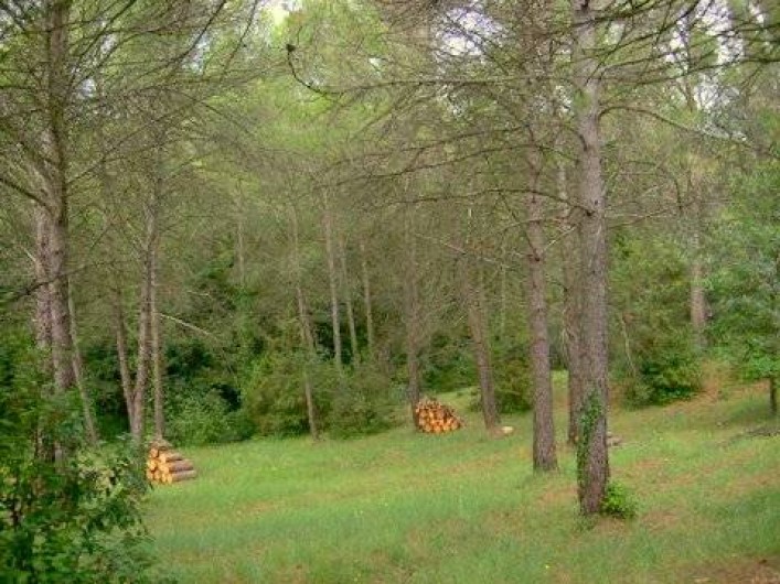 Location de vacances - Villa à Puget - Vue sur la zone arborèe autour de la maison