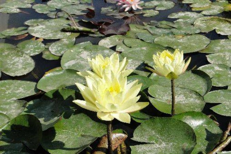 Location de vacances - Gîte à Neuvy-en-Mauges