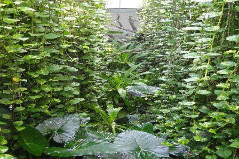 Location de vacances - Gîte à Neuvy-en-Mauges