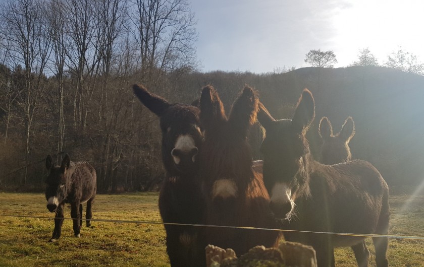 Location de vacances - Appartement à Sengouagnet - Des curieux au fils des ballades