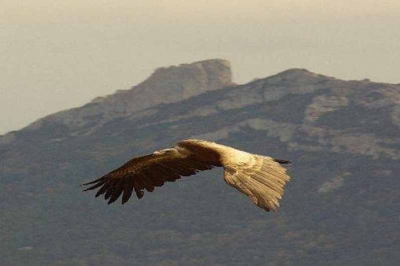 Location de vacances - Gîte à Camps-sur-l'Agly
