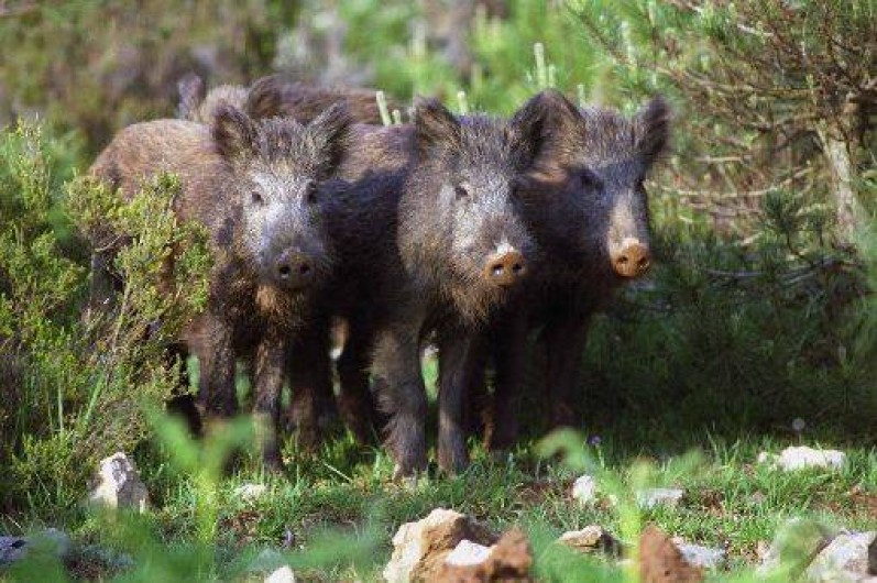 Location de vacances - Gîte à Camps-sur-l'Agly