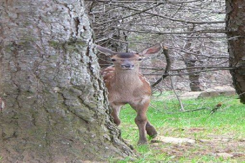 Location de vacances - Gîte à Camps-sur-l'Agly