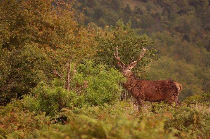 Location de vacances - Gîte à Camps-sur-l'Agly