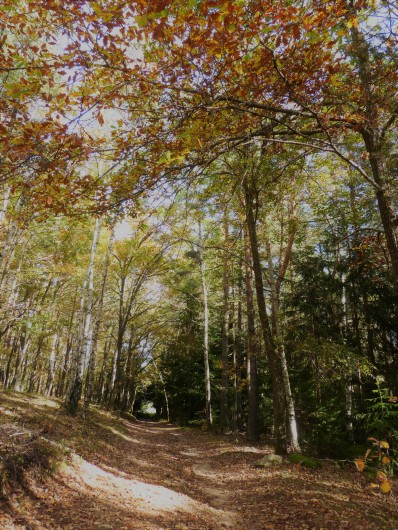 Location de vacances - Gîte à Saint-Chély-d'Apcher - Paysage