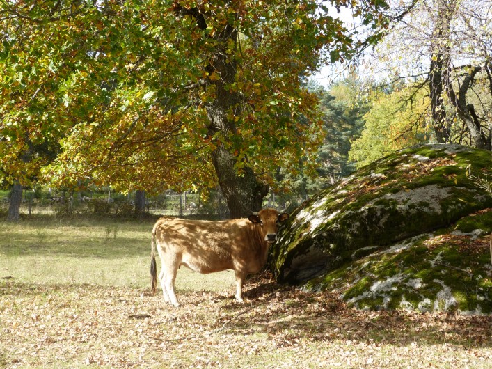 Location de vacances - Gîte à Saint-Chély-d'Apcher - Vache Aubrac