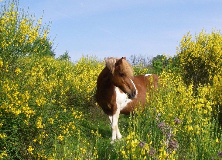 Location de vacances - Gîte à Lamaguère - La magie du printemps en liberté.