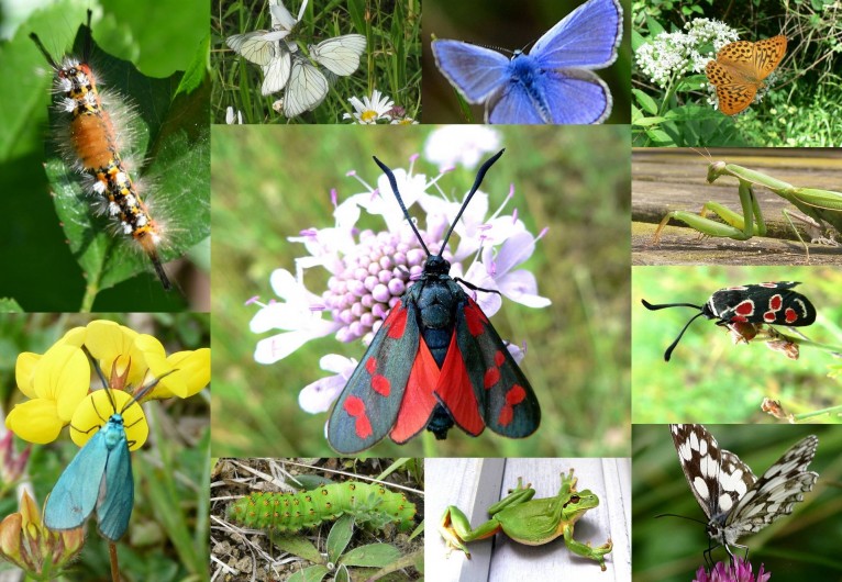 Location de vacances - Gîte à Lamaguère - une biodiversité galopante