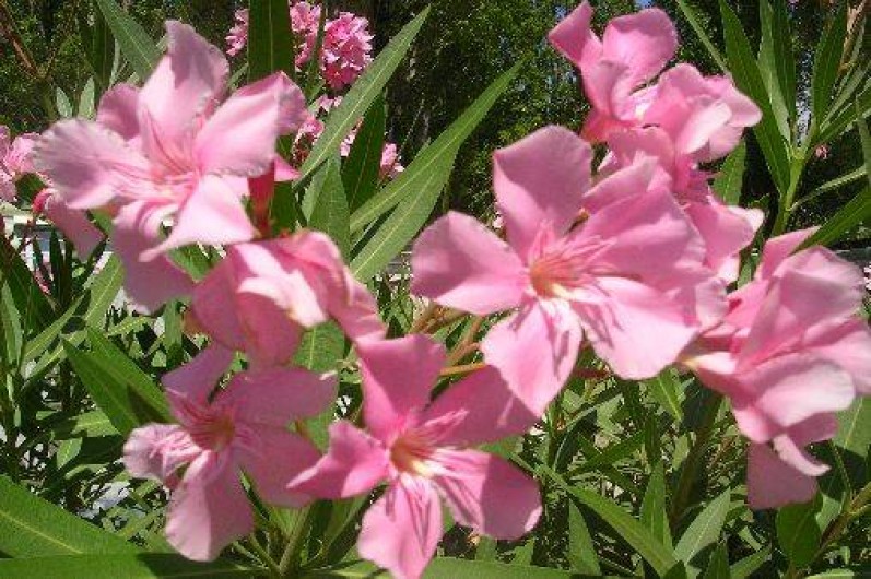 Location de vacances - Camping à Fréjus