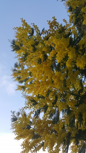 Location de vacances - Appartement à Bormes-les-Mimosas