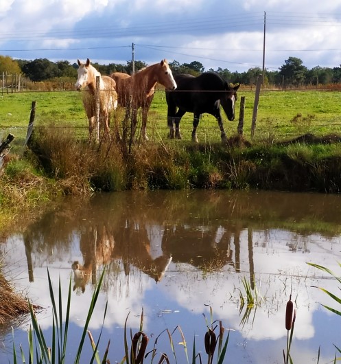 Location de vacances - Gîte à Birac