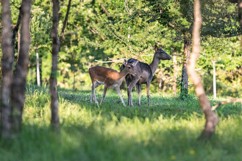 Location de vacances - Cabane dans les arbres à Clairac