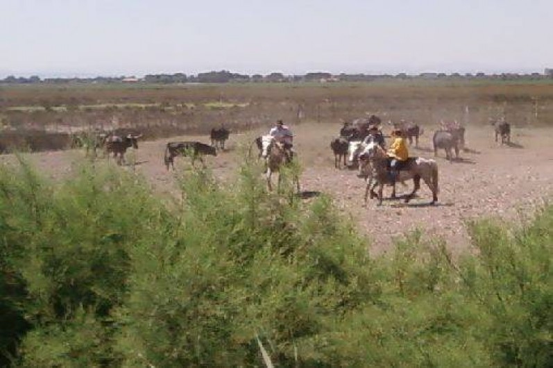 Location de vacances - Villa à Boisset-et-Gaujac