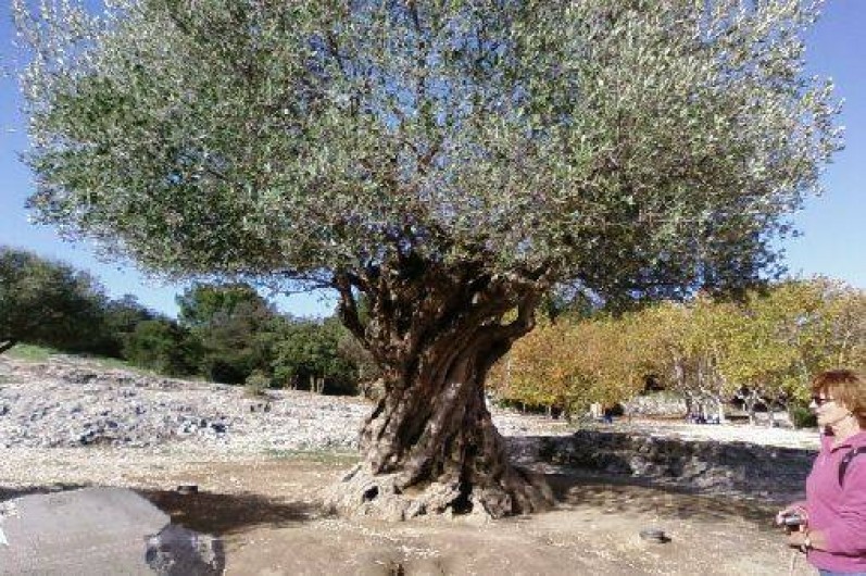 Location de vacances - Villa à Boisset-et-Gaujac